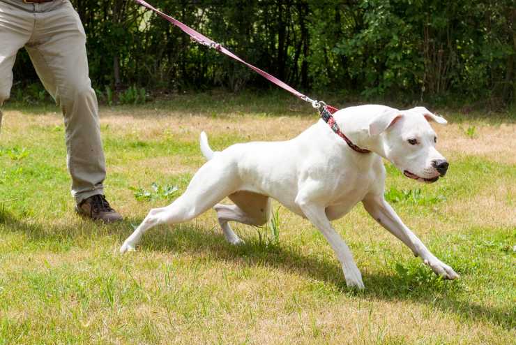 cane tira guinzaglio