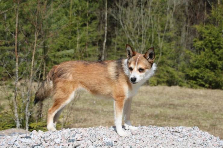 Norsk Lundehund