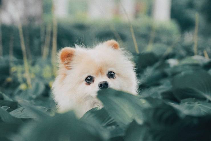 Le razze di cani che sembrano restare dei cuccioli anche da adulti