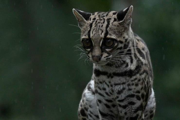 Margay o gatto di Wied