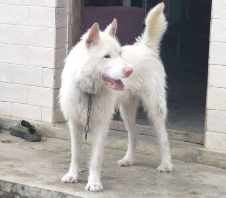 Xiasi Quan