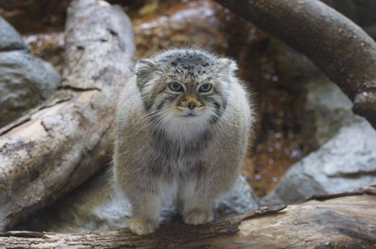 gatto di pallas