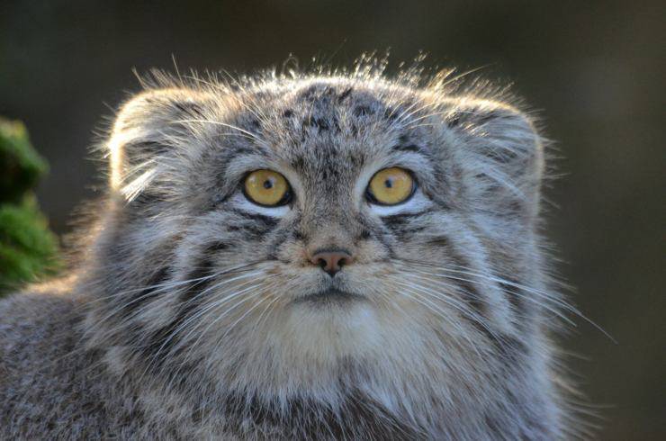 gatto di pallas