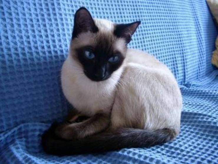 gatto thai