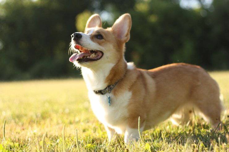 I cani si abbronzano quando prendono il sole?