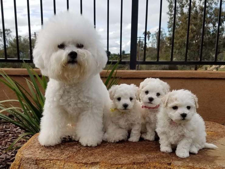 razze cani pelo riccio