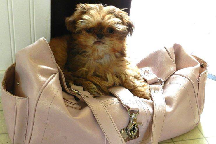cane in borsa