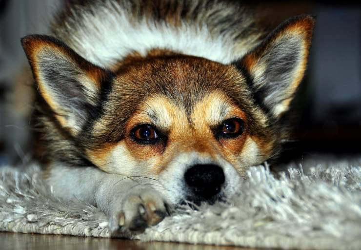 Norsk Lundehund