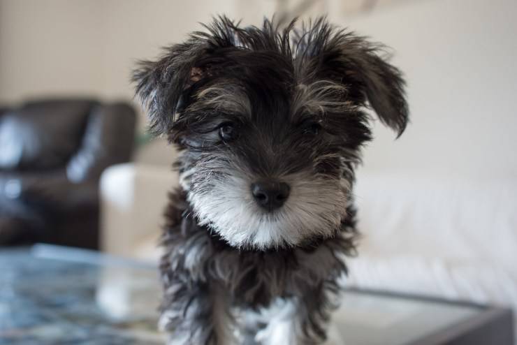 snorkie