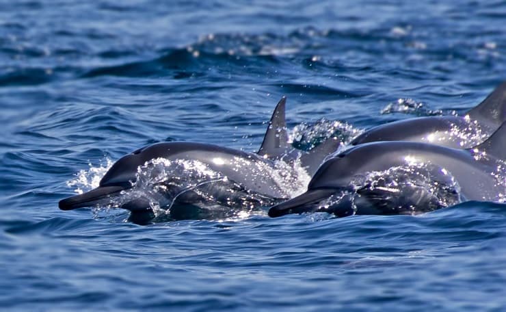 delfini imparano caccia