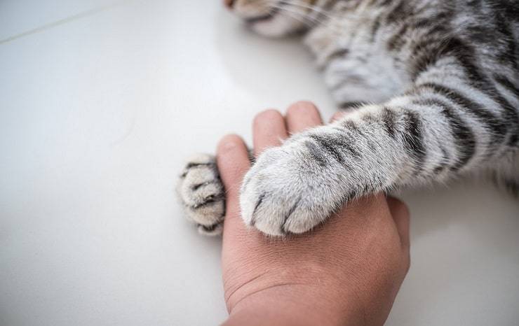 zampe calde gatto