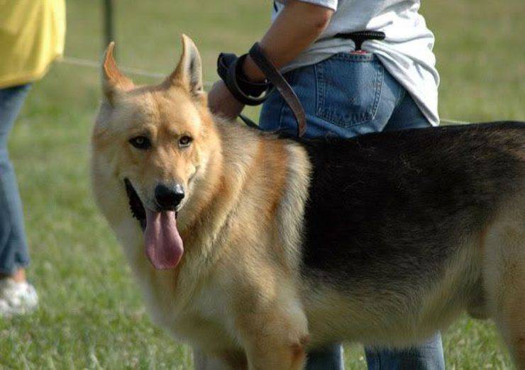 Il cane lupo di Kunming
