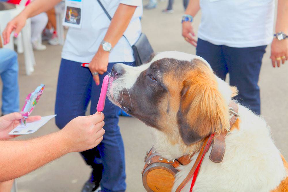 cane mangia ghiacciolo