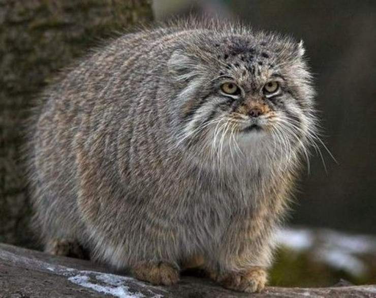gatto di pallas