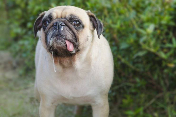 Carlino