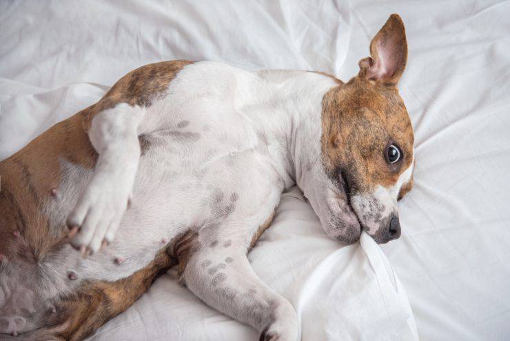 Il cane morde la coperta