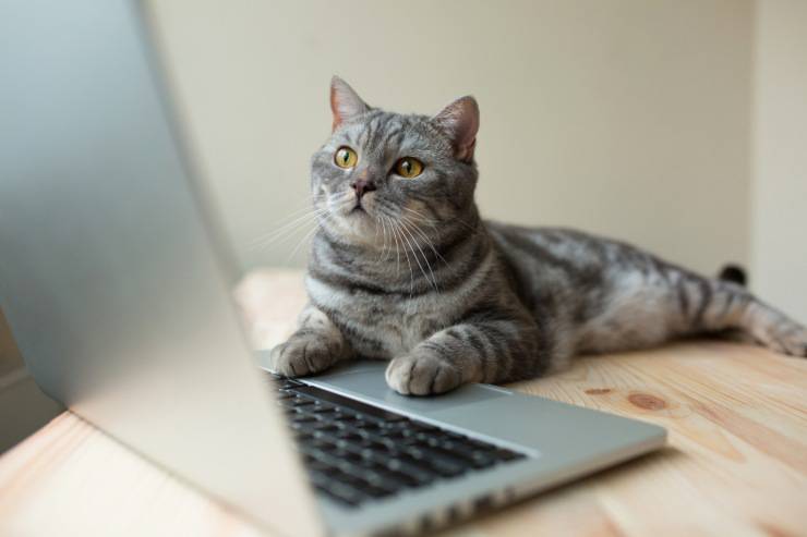 Anche il gatto può giocare ai videogiochi e divertirsi