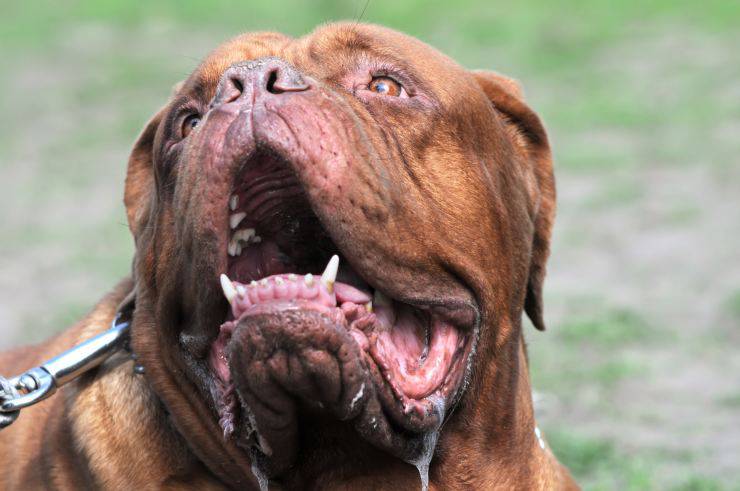 Il cane sbava
