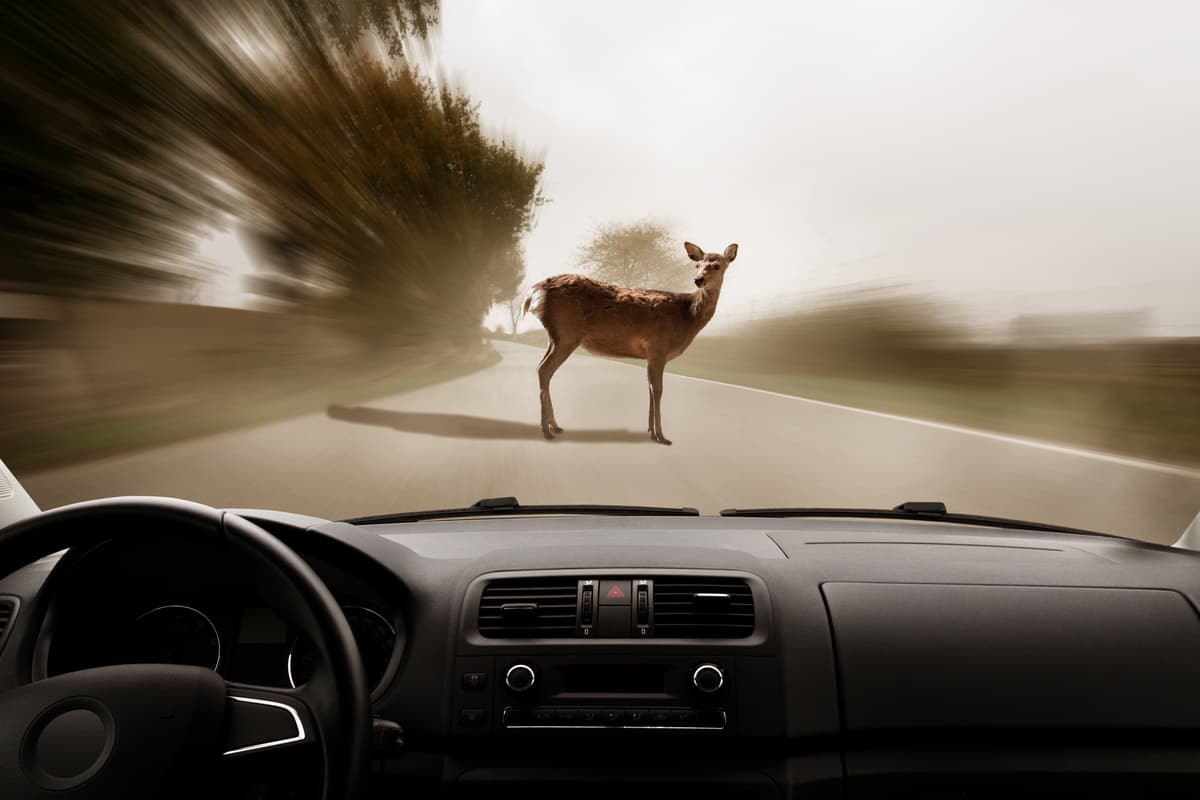 Risarcimento sinistro stradale causato da animale selvatico (Foto Adobe Stock)
