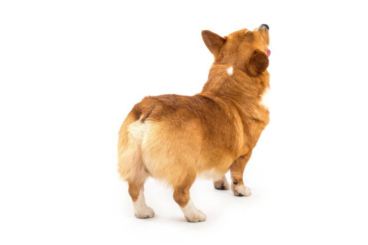 Il cucciolo ha la coda bassa