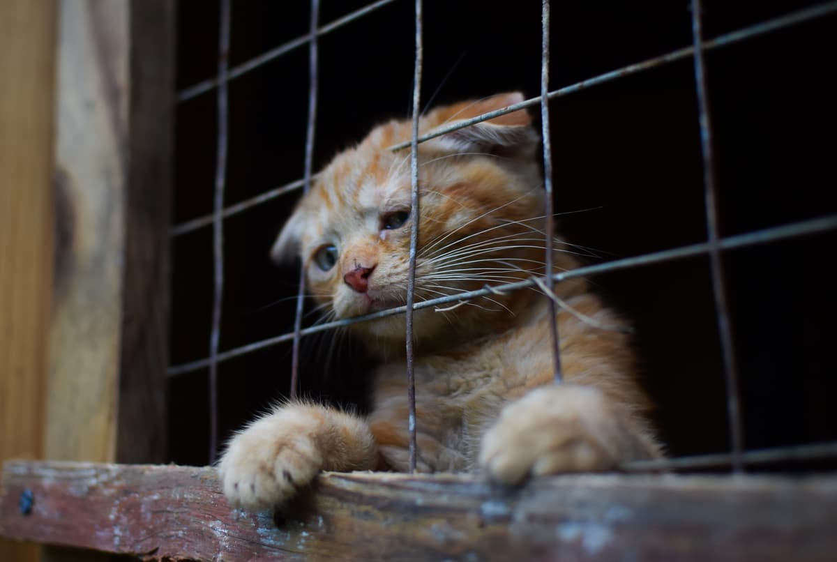Confisca di animali (Foto Adobe Stock)