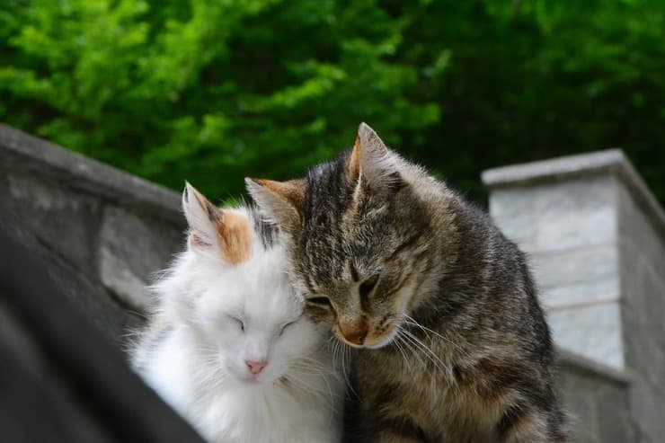 Come segnalare una colonia felina (Foto Adobe Stock)