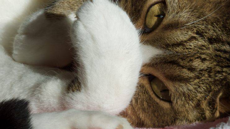 Il gatto ha il muso gonfio