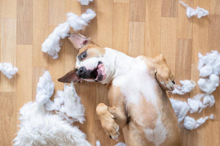 Il cane distrugge la traversina