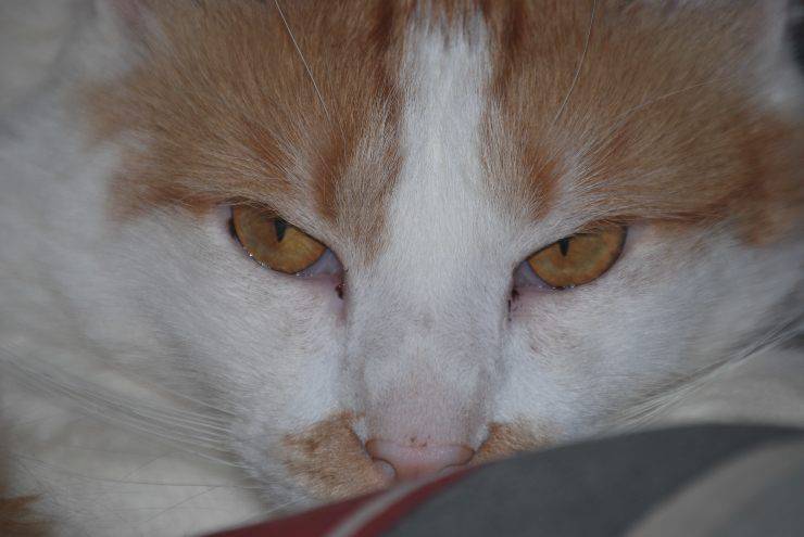 Micio in primo piano