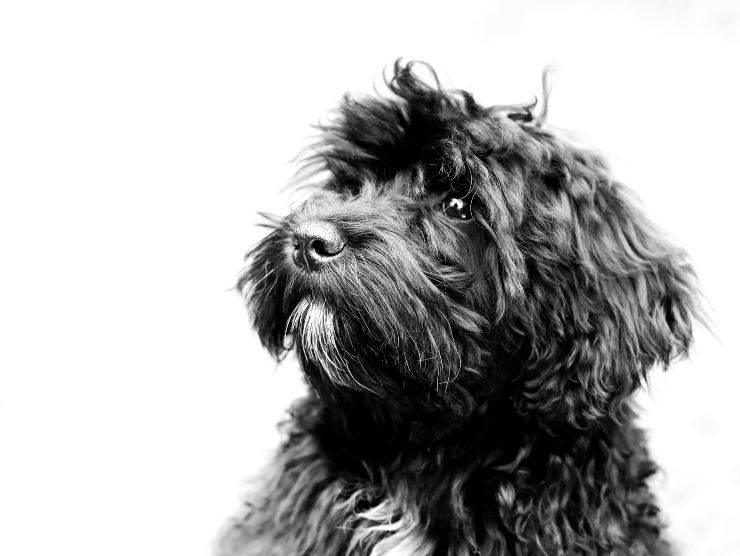 Schnoodle
