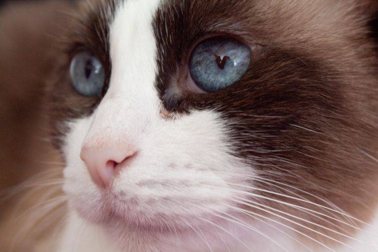 Il gatto ha il muso gonfio
