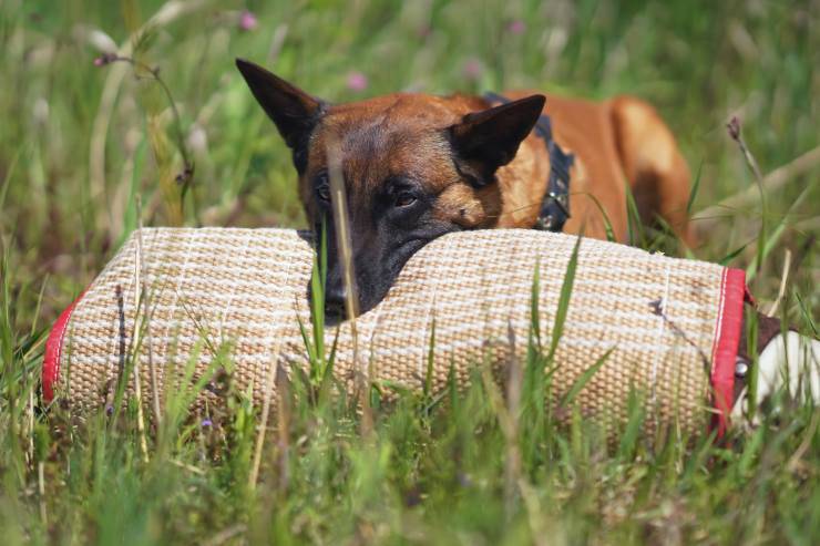 Il cane morde la coperta
