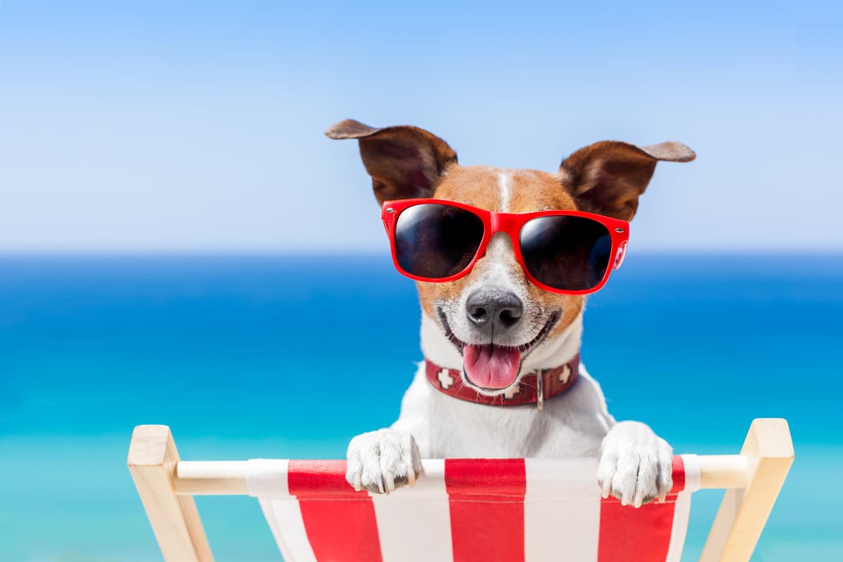 Ferragosto con il cane (Foto Adobe Stock)