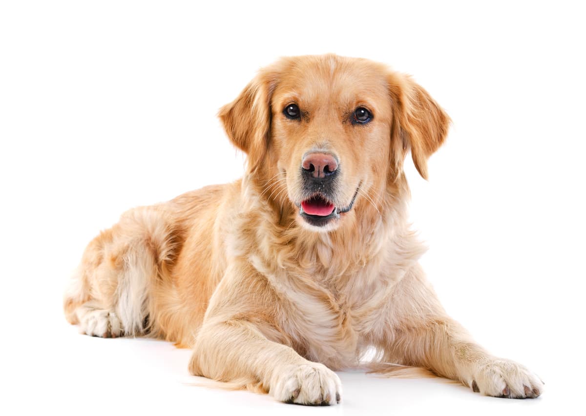 Qual è il cibo preferito del cane? (Foto Adobe Stock)