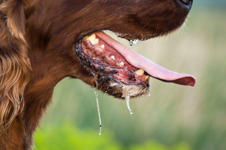 Bava del cane