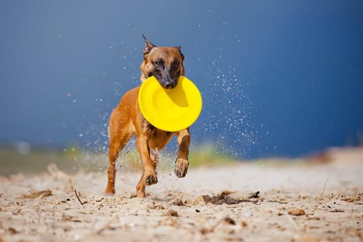Come giocare con il cane fuori casa (Foto Adobe Stock)