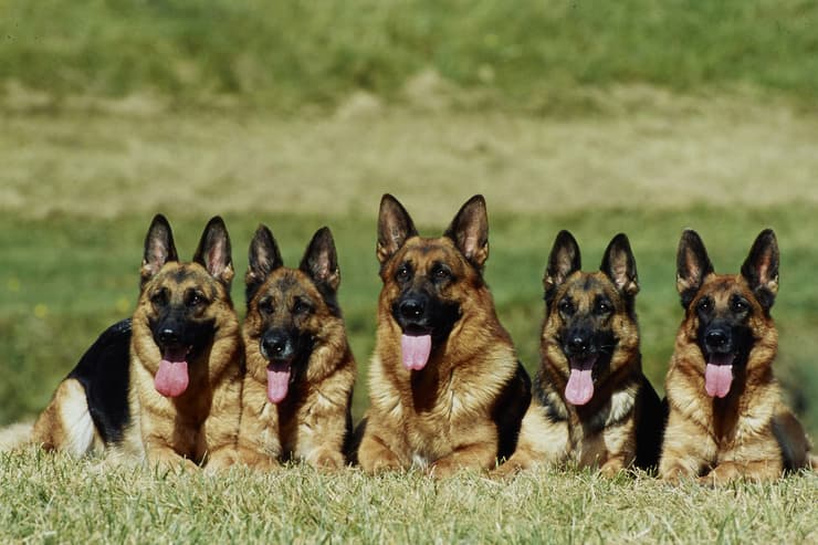 Allevamento cani (Foto Adobe Stock)