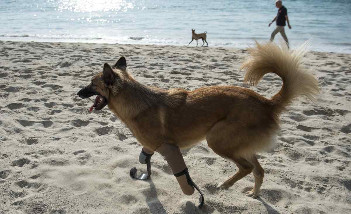 animali italiani vacanze