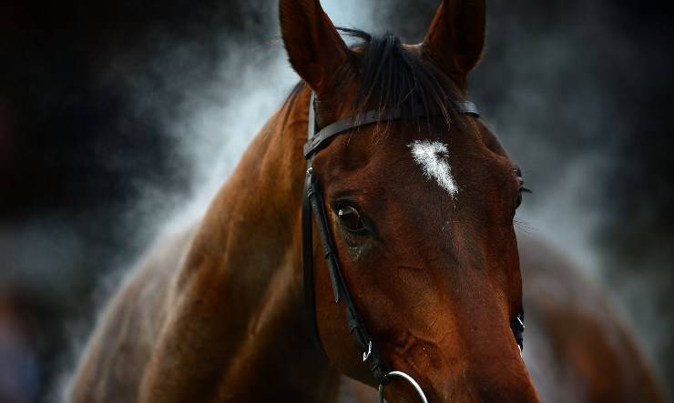 Si può essere allergici al cavallo? allergia cavallo