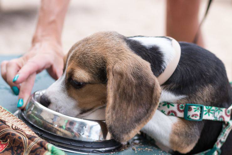Il cane mette la zampa nella ciotola dell'acqua