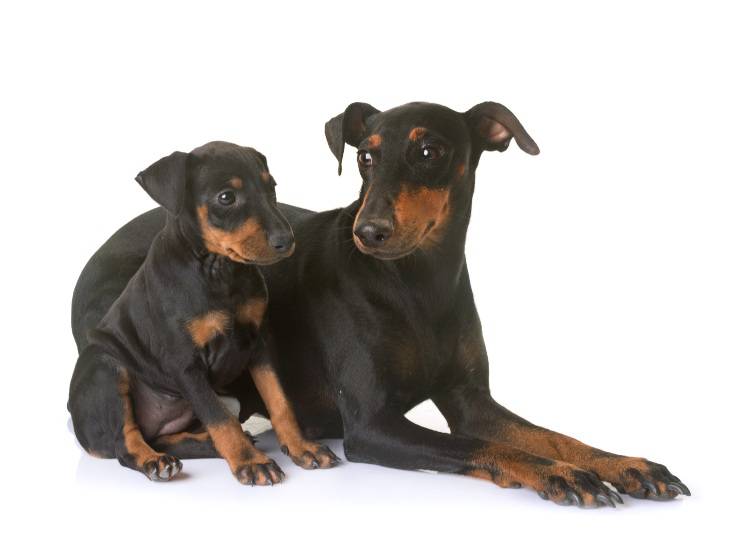Manchester terrier cucciolo