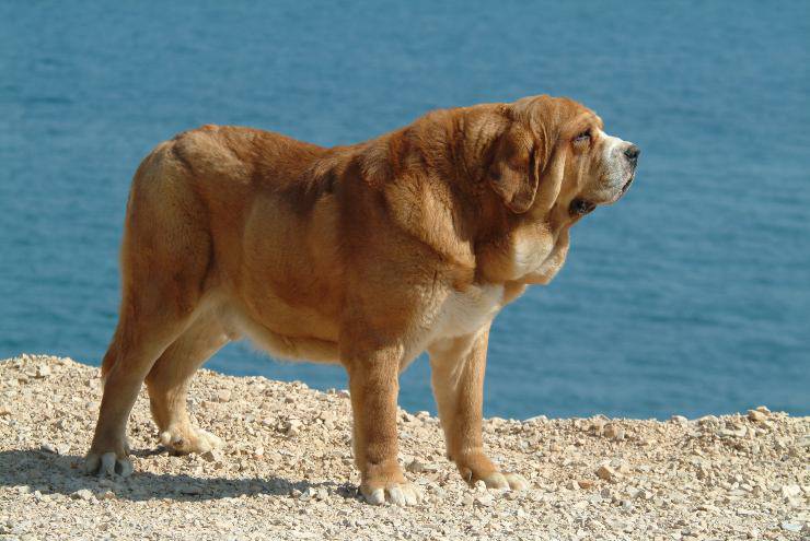Mastino spagnolo adulto
