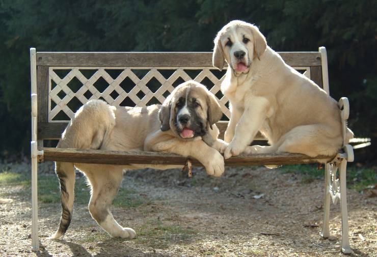 Mastino spagnolo cucciolo