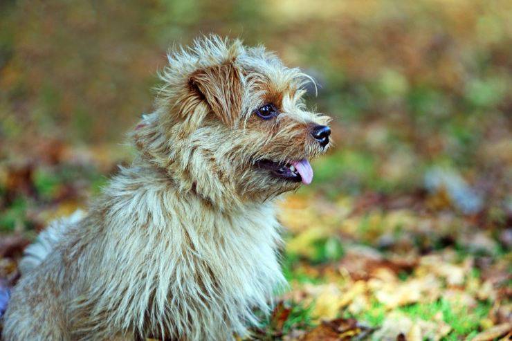 Norfolk terrier cucciolo 