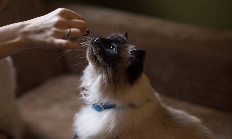 gatto che mangia
