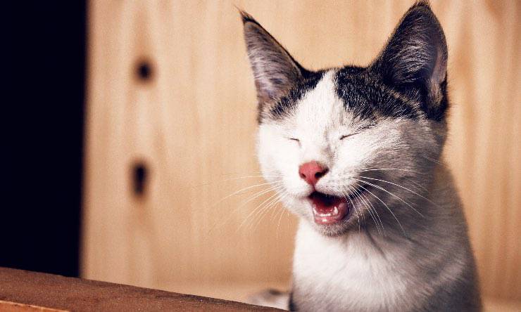 gatto dolorante