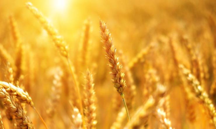 campo di grano