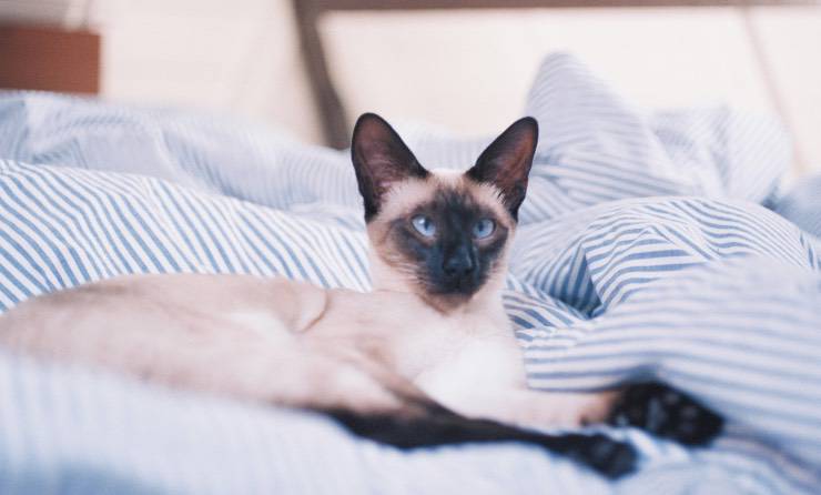 gatto siamese