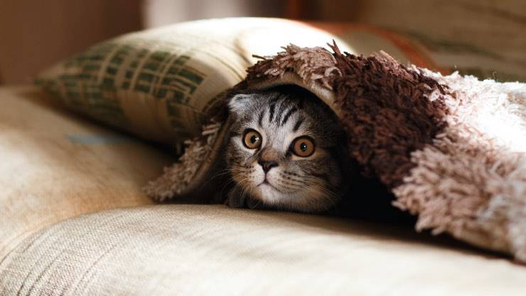 gatto sul letto