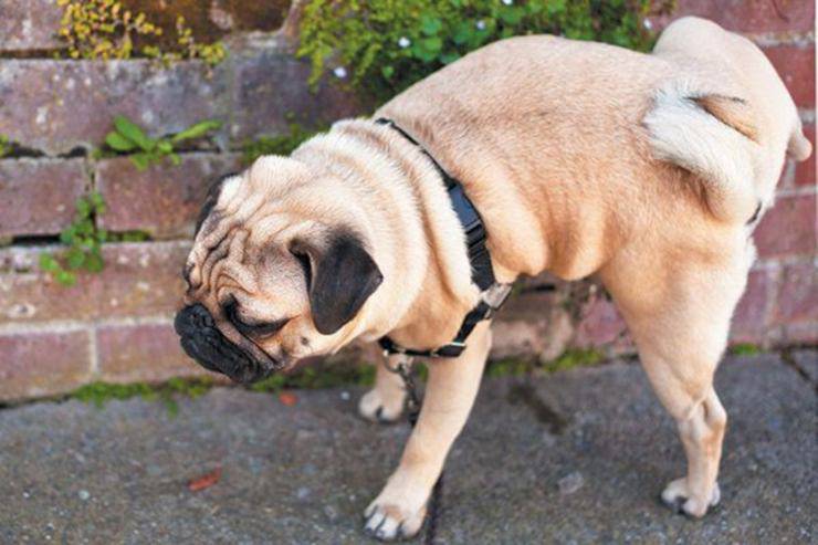 cane fa pipì bisognini